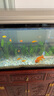 冰藍色孔雀魚(yú)活魚(yú)精品純種大尾巴鳳尾魚(yú)熱帶觀(guān)賞魚(yú)小型好養耐活魚(yú) 雜袍孔雀10送5(共15條) 曬單實(shí)拍圖