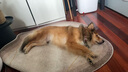 豆柴（docile）凍干四拼狗糧無谷凍干糧全階段天然糧幼犬成犬糧 凍干果蔬四拼狗糧10kg 曬單實拍圖