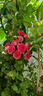 藤本月季爬藤大苗薔薇花大苗特大花庭院爬墻植物四季開(kāi)花濃香盆栽 胭脂扣【150CM—160CM 高發(fā)貨】 曬單實(shí)拍圖