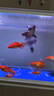 統(tǒng)一 魚飼料 錦鯉主食成魚飼料 增色增紅不渾水魚糧飼料10kg 曬單實(shí)拍圖