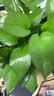 雙盟 綠蘿盆栽除甲醛花卉綠植辦公室新房?jī)艋諝?10款10盆裝源頭直發(fā) 曬單實(shí)拍圖