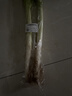 【產(chǎn)地直采】大蔥約450g 曬單實(shí)拍圖