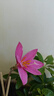 四季風(fēng)雨蘭重瓣種球陽(yáng)臺種植盆栽開(kāi)花植物好養易活韭蘭清香型花卉 混裝組合20棵球劃算裝+2包肥料 曬單實(shí)拍圖