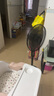 艾美特（AIRMATE）七葉家用遙控電風(fēng)扇7檔大風(fēng)量空氣循環(huán)搖頭臺(tái)式落地扇節(jié)能柔風(fēng)小風(fēng)扇預(yù)約定時(shí)落地式電扇 CS35-R19 曬單實(shí)拍圖