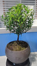 八芽 小葉赤楠盆景擺件室內(nèi)綠植花卉盆栽老樁客廳辦公室桌面好養(yǎng)植物 （【熱銷款】舍得紫砂盆赤楠+苔蘚+底座） 曬單實拍圖