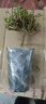 太陽花老樁盆栽重瓣玫紅陽臺庭院花卉四季開花宿根耐寒植物室內(nèi)外 5年老樁【帶盆】1盆精品-當(dāng)年開花 曬單實拍圖