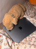 Apple/蘋果AI筆記本/2025款MacBook Air13英寸M4 (10+8核) 16G 256G天藍(lán)色電腦MC6T4CH/A 曬單實(shí)拍圖