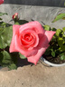 藤本月季花苗小苗特大花卉綠植物室內盆栽玫瑰薔薇花爬藤多季開(kāi)花 戴安娜（玫瑰大花）高約【15-20cm】 曬單實(shí)拍圖