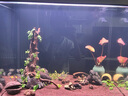 尼特利AT5S水草燈560S三代專業(yè)級全光譜led伸縮魚缸燈專用植物補(bǔ)光燈 曬單實(shí)拍圖