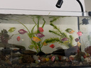 天使魚(yú)活體群游魚(yú)觀(guān)賞魚(yú)淡水斑馬魚(yú)孔雀魚(yú)七彩色金魚(yú)好養新手魚(yú) 20條6色隨機3.2-4.5厘米 曬單實(shí)拍圖