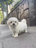 寵邁鑫純種比熊幼犬小型小體活物卷毛血統(tǒng)比熊犬茶杯寵物狗狗長不大可愛 血統(tǒng)級(jí) 比熊 公 曬單實(shí)拍圖