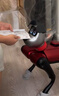 WEILAN BabyAlpha A2 Ultra 1TB 夢幻賽博 蔚藍(lán)阿爾法機(jī)器狗 AI人工智能機(jī)器狗 新年禮品高端禮物 曬單實(shí)拍圖