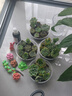 多肉植物組合3-5厘米卷好盆栽耐干旱好養(yǎng)新手基地玉露綠植盆栽 【28棵多肉有名字】14個品種 曬單實拍圖