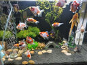 二月花魚(yú)缸造景套餐一整套裝飾品擺件仿真水草全套景觀(guān)假山小缸造型內飾 35-E01套餐 適合長(cháng)40/45cm的魚(yú)缸 不包含魚(yú)缸 曬單實(shí)拍圖