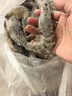 東上御品 國產(chǎn)青島大蝦 特大號白蝦 2030規格 凈重3斤 盒裝活凍 曬單實(shí)拍圖