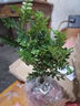 清香木盆栽驅蚊蟲清香胡椒木盆栽防蚊室內綠植外四季好養(yǎng)凈化空氣 （5年苗）20-30cm+加侖盆 曬單實拍圖