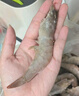 GUO LIAN國聯(lián) 生鮮鹽凍大蝦 無(wú)冰凈重3斤 鹽凍特大號45-60只 海產(chǎn)冷凍蝦 曬單實(shí)拍圖