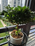 杜鵑花四季開(kāi)花杜鵑盆栽杜鵑花苗陽(yáng)臺客廳帶花苞懶人花卉 1盆【原土原盆】 曬單實(shí)拍圖