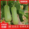 湖南本地白絲瓜白玉絲瓜清甜可口現摘現發(fā)新鮮蔬菜生鮮 白絲瓜 2斤 ±0.2斤* 1箱 曬單實(shí)拍圖
