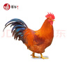 潭牛小公雞海南文昌雞凈重2斤 整雞 散養(yǎng)土雞肉生鮮冷凍 椰子雞 曬單實(shí)拍圖
