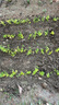 苗充充芹菜苗幼苗芹菜秧子苗蔬菜苗西芹秧苗根盆栽蔬菜苗陽(yáng)臺四季播 香芹苗50棵送10棵+肥料 曬單實(shí)拍圖