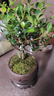 八芽 小葉赤楠盆景擺件室內(nèi)綠植花卉盆栽老樁客廳辦公室桌面好養(yǎng)植物 （【熱銷款】舍得紫砂盆赤楠+苔蘚+底座） 曬單實拍圖