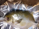 繽鮮 新鮮海捕金鯧魚(yú) 大鯧魚(yú)海鮮平魚(yú)冷凍扁魚(yú)冰鮮大鯧魚(yú)海魚(yú)銀魚(yú) 【200-300克/條】?jì)糁?【嘗鮮發(fā)4條】 曬單實(shí)拍圖