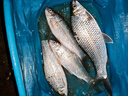 川澤短子線雙鉤升級金袖魚鉤成品綁好套裝淺水野釣防纏繞海夕鉤鯽魚鉤 金袖有刺32cm【鉤3/4線0.4/0.6】 子線雙鉤20付/盒 曬單實(shí)拍圖