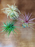 空氣鳳梨無(wú)土植物懶人特價(jià)室內精靈凈化擺件甲醛綠植桌面盆栽花草 紅精靈+綠精靈+黃精靈【三顆裝】帶彈簧 曬單實(shí)拍圖