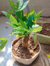?【包活】發(fā)財(cái)樹盆栽鮮花綠植物辦公室內(nèi)吸甲醛綠蘿文竹水培易養(yǎng) 【粗2-3cm】單桿發(fā)財(cái)樹【原盆】 曬單實(shí)拍圖