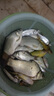 JCZS釣魚(yú)王地獄貓魚(yú)餌料官方旗艦店夏季特濃腥味春季野釣鯽魚(yú)專(zhuān)用魚(yú)餌 地獄貓-腥【300克】昆蟲(chóng)蛋白餌 曬單實(shí)拍圖