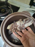 科爾沁 國產(chǎn)原切燉湯牛骨2斤 牛蝎子帶肉牛骨煲湯 牛肉生鮮【真原切】 曬單實(shí)拍圖