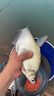 朝宇（ZHAOYU）鋁鎂雙炮臺支架釣箱釣椅釣臺釣魚(yú)架桿桿架魚(yú)桿支架雙竿雙頭漁具 精品款【防掉螺絲】槍藍色 曬單實(shí)拍圖