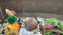 瀚幻三湖慈鯛中大型活體熱帶觀賞魚馬鯛伊巴卡藍(lán)六間非洲王子藍(lán)面財(cái)神 血鉆紅寶石7-9cm 1條 曬單實(shí)拍圖