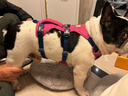 拉夫威爾ruffwear福朗特胸背狗狗胸背帶大小型犬拉布拉多背心式牽引背帶 峽谷紅 S 曬單實(shí)拍圖