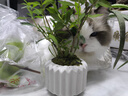 八芽小葉梔子花盆栽開(kāi)花植物室內桌面茶幾好養花卉綠植辦公室凈化空氣 小葉梔子花-陶瓷豎紋盆 帶盆栽好 曬單實(shí)拍圖