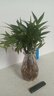 驅蚊竹柏水培植物大棵室內水養(yǎng)綠植花卉盆栽辦公室桌面驅蚊草好養(yǎng) 精選竹柏10顆+透明鉆石瓶+肥料+彩石 曬單實拍圖