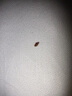 巴斯夫速克力呋蟲(chóng)胺蟑螂藥全窩端殺蟲(chóng)劑噴霧滅蟑螂殺蟑螂除下水道兌2瓶 曬單實(shí)拍圖