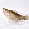 鮮活桂魚400-500g 曬單實拍圖
