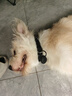 petlimit寵物狗狗牌項圈刻字定制名牌小狗中大型犬脖圈頸圈防丟失身份吊牌 黑色太空棉項圈+狗牌 M-中型 曬單實(shí)拍圖