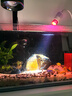 尼特利水族時光變焦射燈南美原生溪流led魚缸燈藍(lán)牙智控植物補(bǔ)光觀賞燈 水族時光射燈 (藍(lán)牙版) 曬單實(shí)拍圖