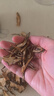 同仁堂品牌北京同仁堂正宗茯苓500g白茯苓塊伏芩丁煲湯四寶茶料非中藥材 曬單實(shí)拍圖