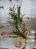 黃金泥鰍魚苗活體淡水養(yǎng)殖冷水清道夫小金龍魚缸清潔工具魚招財(cái)魚新練手活魚觀賞魚 黃金泥鰍苗7-9厘米10條（包活到家） 曬單實(shí)拍圖