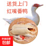 【大廠(chǎng)貨源】生鮮現殺白番鴨豚鴨農家紅頭嘴臉散養土老鴨子洋飛鴨 6-7斤/只 曬單實(shí)拍圖