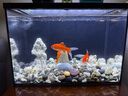 YEE背濾魚(yú)缸一體缸自循環(huán)免換水家用客廳生態(tài)魚(yú)缸桌面玻璃超白小魚(yú)缸 【一體式背濾】50魚(yú)缸+燈+缸蓋+送濾材 曬單實(shí)拍圖