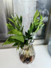 驅(qū)蚊竹柏水培植物大棵室內(nèi)水養(yǎng)綠植花卉盆栽辦公室桌面驅(qū)蚊草好養(yǎng) 精選竹柏10棵+透明鉆石瓶+肥+石 曬單實(shí)拍圖