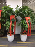 綠韻花田【兩小時達】步步高發(fā)財樹盆栽植物室內大型植物客廳開業(yè)公司門口 單桿發(fā)財樹一對 曬單實拍圖
