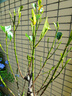菠蘿蜜樹樹苗嫁接泰國紅肉干苞海南四季榴蓮蜜木菠蘿蜜果樹苗庭院 泰國8號(hào)木菠蘿(紅肉)) 六年苗 曬單實(shí)拍圖