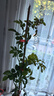 墨一藤本月季爬墻玫瑰薔薇庭院四季開花 紅色龍沙寶石1-1.2M源頭直發(fā) 曬單實拍圖