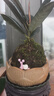 種花迷清香胡椒木迷你小盆栽面辦公室水培植物苔蘚球植物室內外驅蚊草 橡皮樹(shù)（苔蘚球） 不含盆 曬單實(shí)拍圖